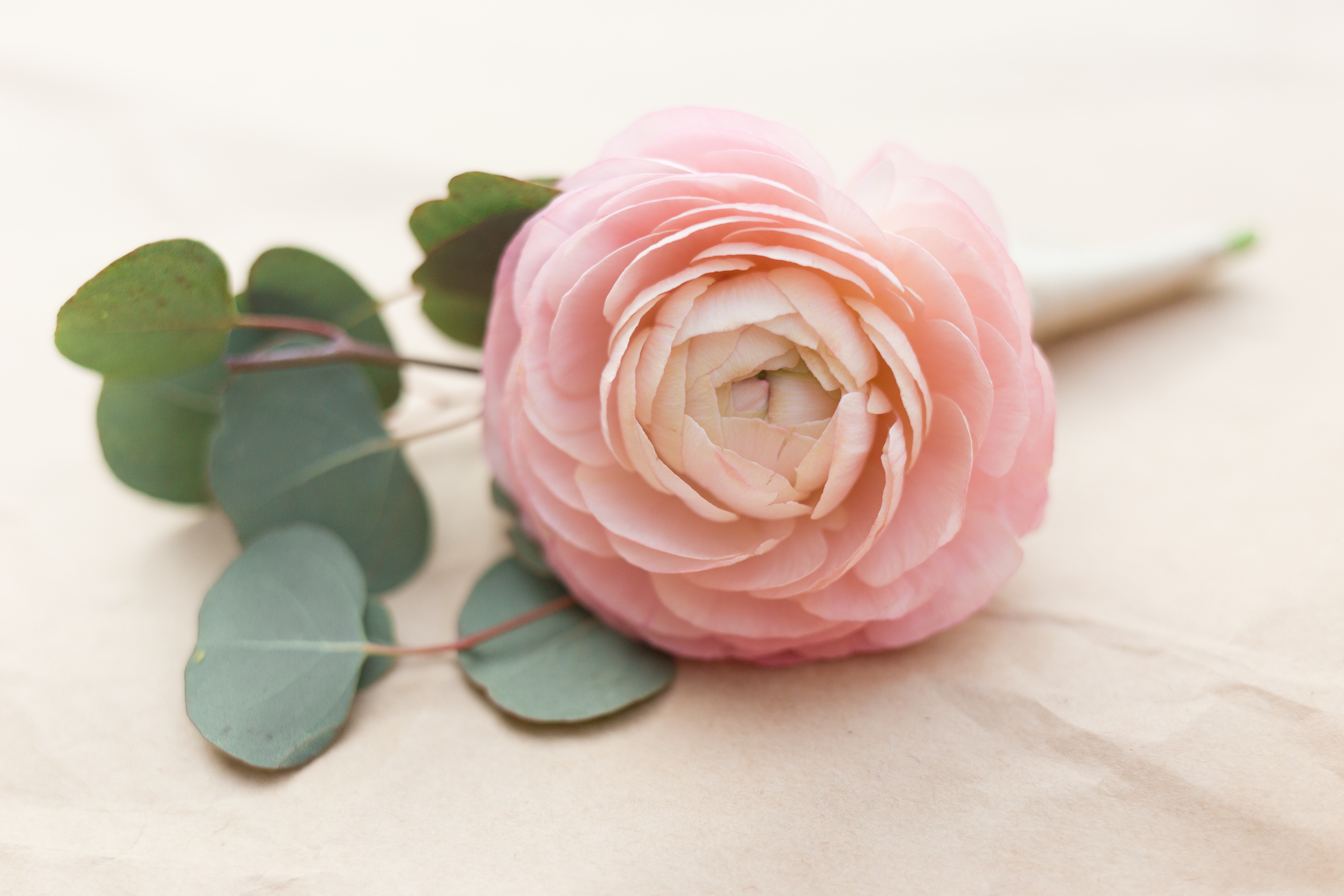 BevisFlorals-70